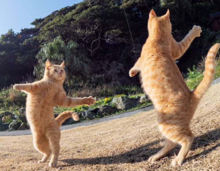 fightcat.png